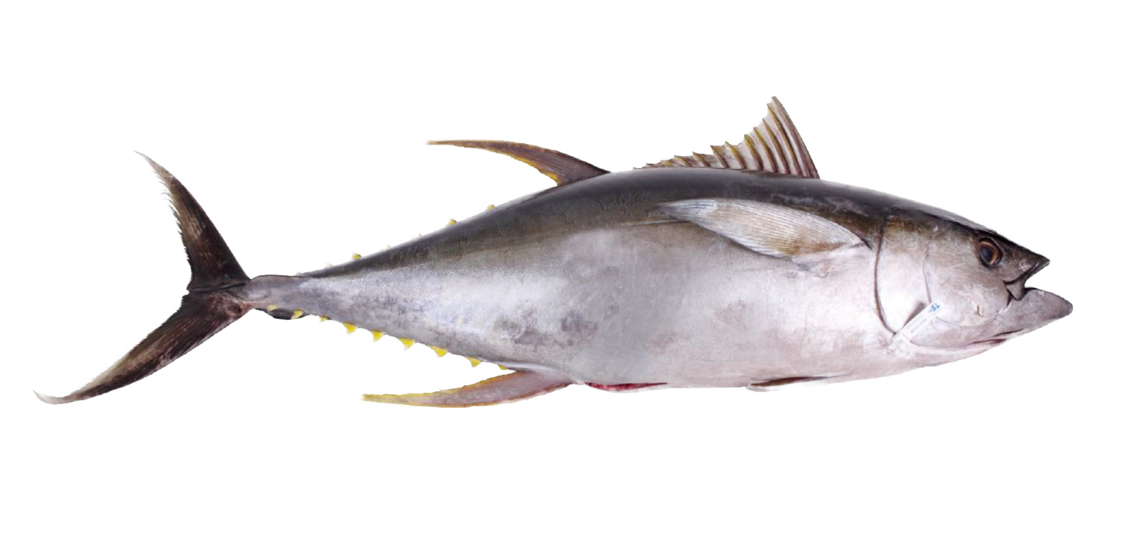 yellowfin-tuna-ahi-tuna-seacore-seafood-products